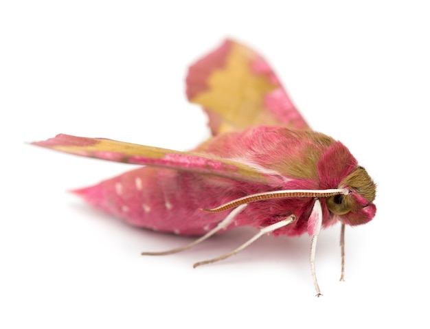 Elephant Hawk, moth, Deilephila elpenor, against white surface