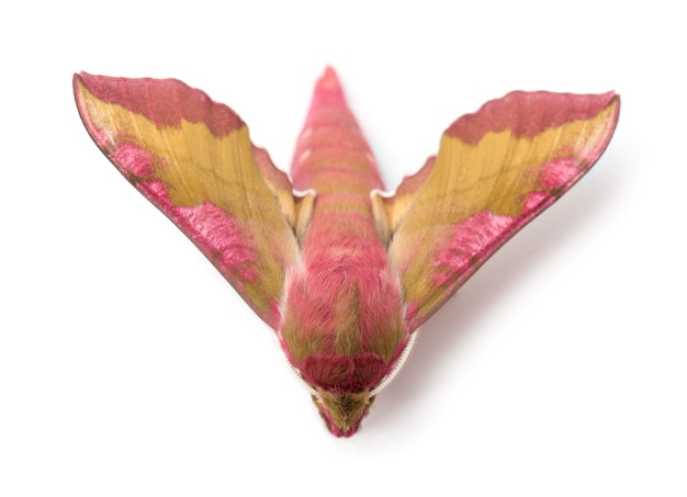 Elephant Hawk moth Deilephila elpenor isolated