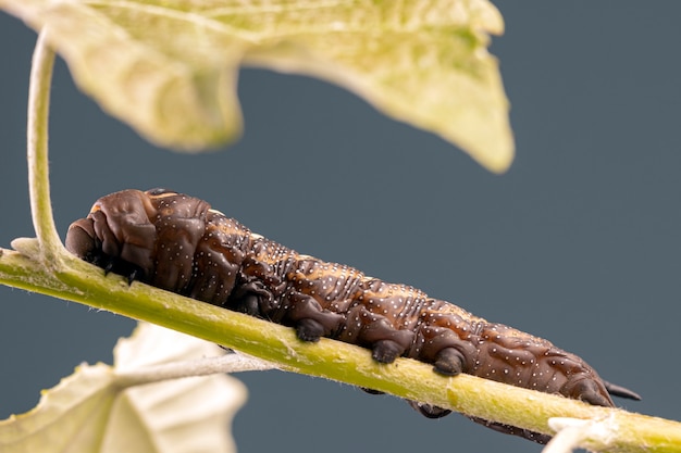 緑の葉の上の象のタカの蛾がクローズアップ、ワームの生き物