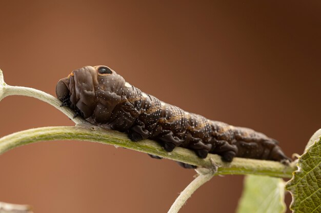 Elephant hawk moth on green leaf close up, worm creature