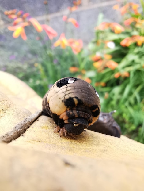 Photo elephant hawk moth larvae