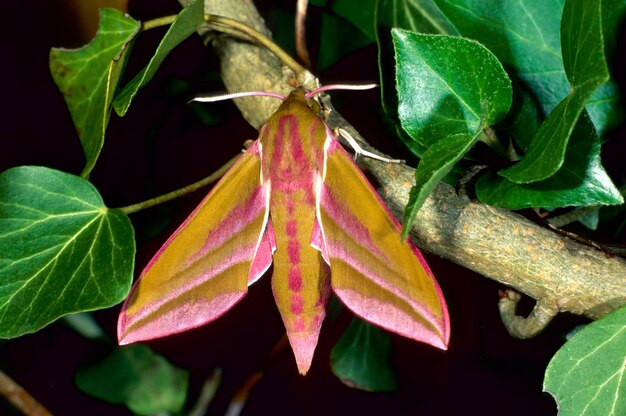 Elephant Hawkmoth Deilephila elpenor fam hawkmoths