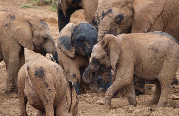 Photo elephant herd playing in the mud