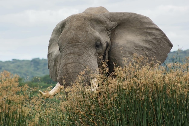 Elephant in high grass