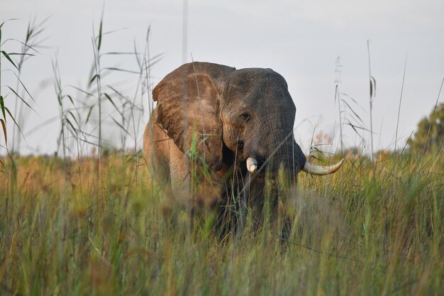 写真 野原のゾウ