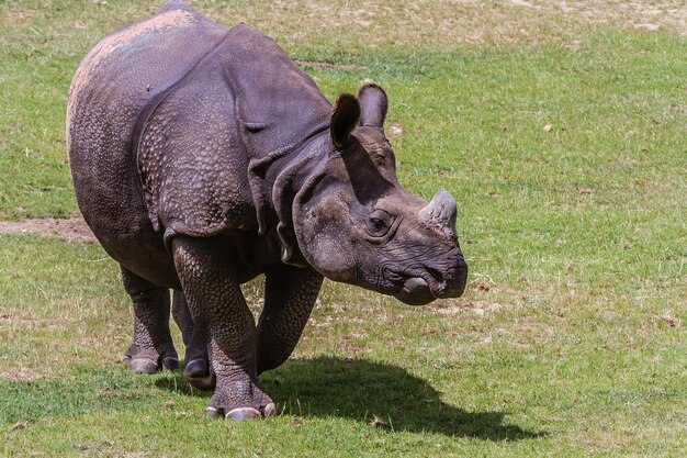 写真 野原のゾウ