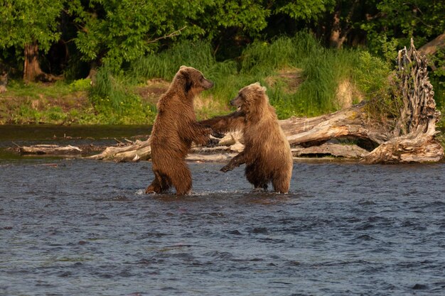 写真 川の中のゾウ