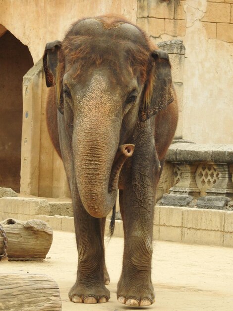 写真 動物園のゾウ