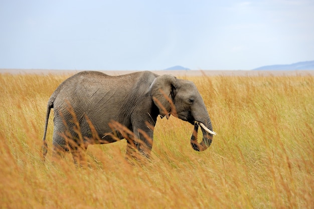 ケニアの国立公園の象