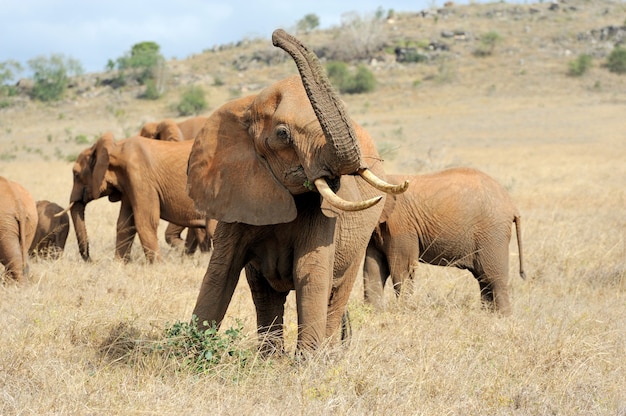 ケニアの国立公園の象