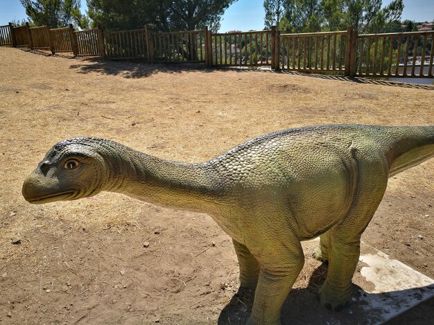 写真 動物園のゾウ