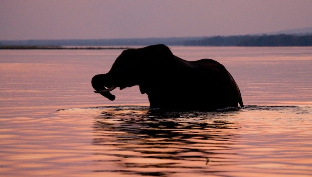 Elephant is crossing the Zambezi River at sunset in pink