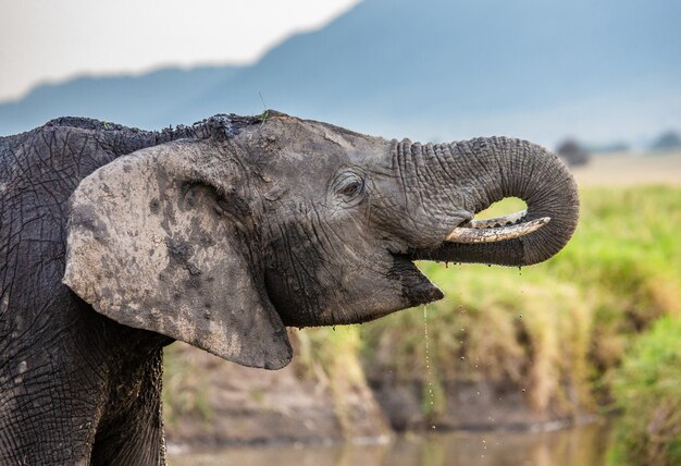 Elephant is drinking water in the savannah.