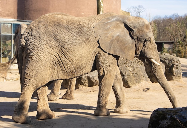 The elephant is large wrinkled brown with a tusk Walking in the zoo