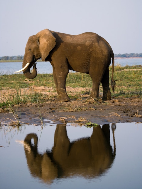 Elephant is standing next to the Zambezi river with reflection in water