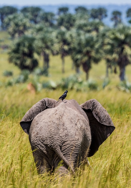 マーチンソンフォールズ国立公園で象が鳥を背負って芝生を歩いている