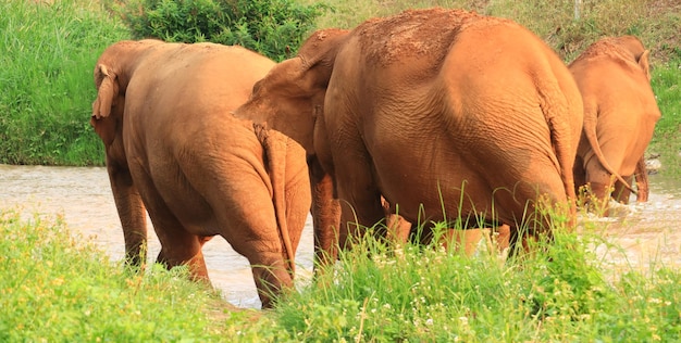 코끼리가 강가에서 먹이를 찾아 걷고 있다