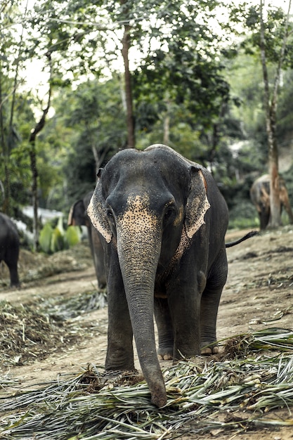 An elephant is walking in the jungle.