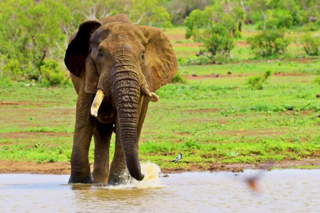 An elephant is walking through a body of water with the trunk curled up.