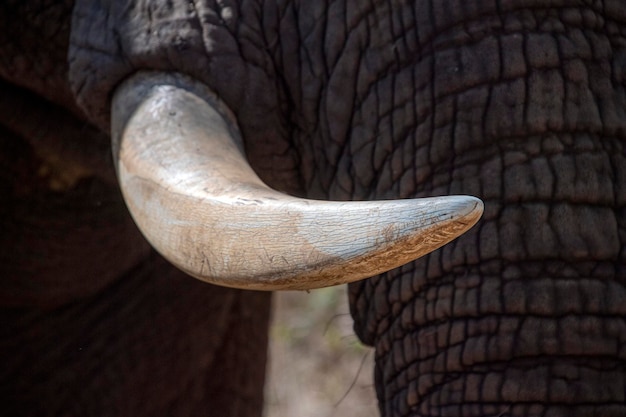 Elephant ivory tusk close up in kruger park south africa