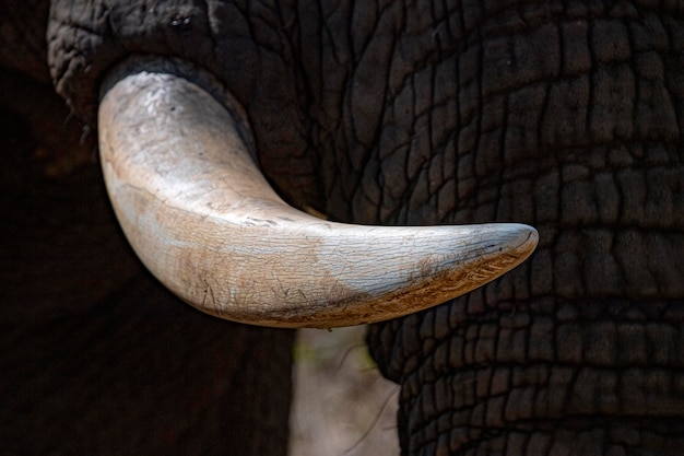 Elephant ivory tusk close up in kruger park south africa