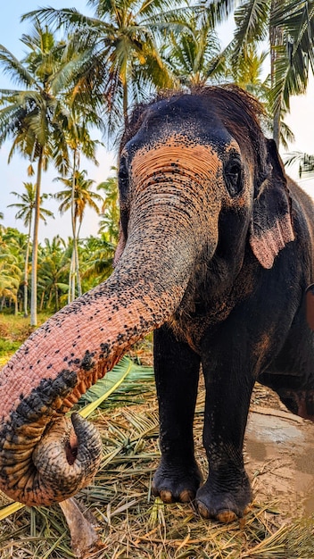 Foto elefante nella giungla