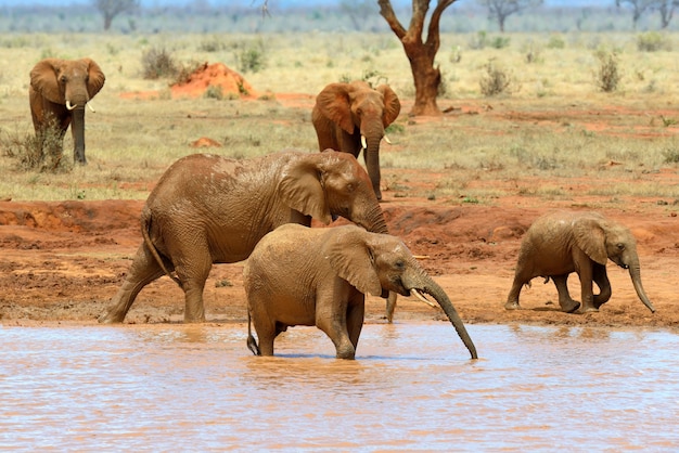 Elephant in lake. National park of Kenya