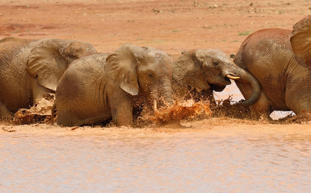 Elephant in lake. National park of Kenya