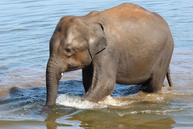 Elephant in lake