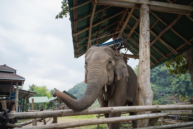 Elefante il più grande animale terrestre dalla testa al sedere simpatico adorabile elefante nella spettacolare valle degli elefanti allo zoo elefanti indiani animale con proboscide lunga zanne grandi paraorecchie gambe massicce