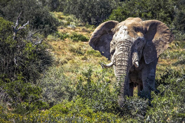 Photo elephant loxodonta africana in savannah safari at addo national park south africa