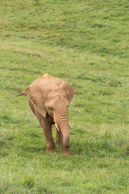 Photo elephant in the meadow followed by a bird