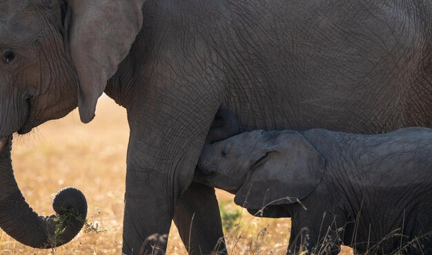 Photo elephant mum and her baby