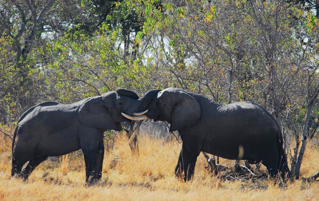 Foto elefante in namibia, africa