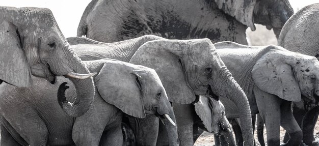 Photo the elephant in namibia