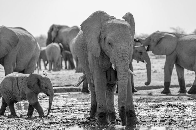 Foto l'elefante in namibia