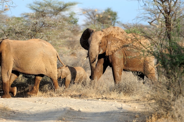 Elephant in National Park Kenya, Africa