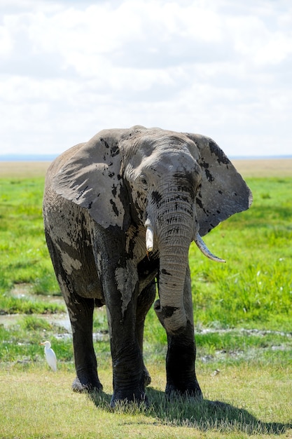 Elefante nel parco nazionale del kenya, africa