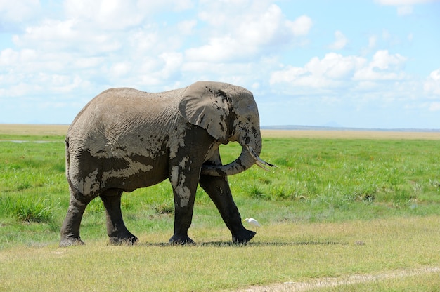 Elefante nel parco nazionale del kenya, africa orientale