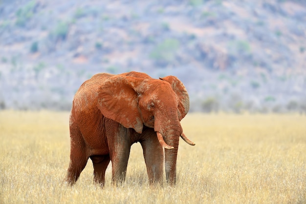 Elefante nel parco nazionale del kenya