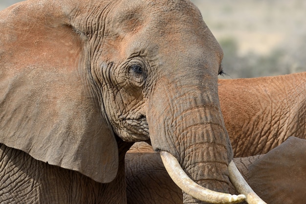 Elefante nel parco nazionale del kenya