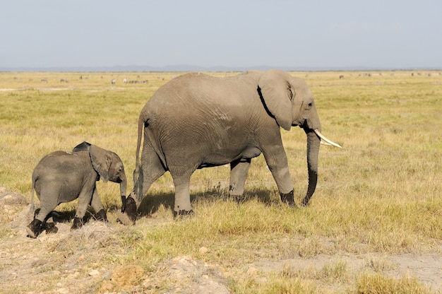 Elefante nel parco nazionale del kenya