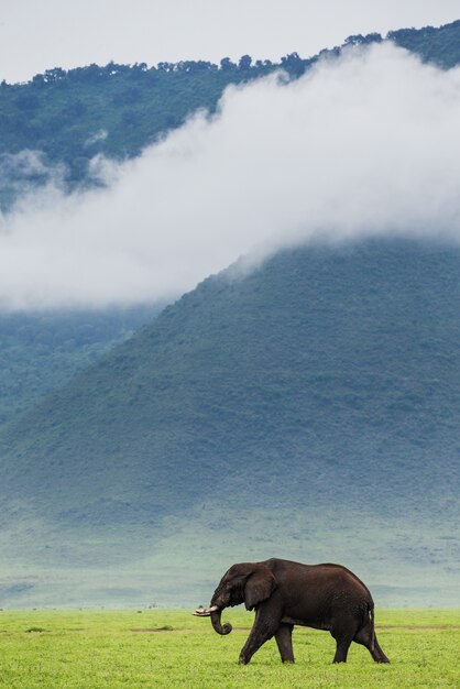 Elephant near the crater Ngorongoro