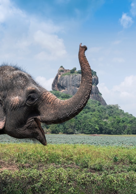 시기 리 야 사자 바위 요새, 스리랑카 근처 코끼리