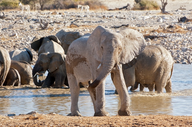 Elefante vicino a pozza d'acqua. riserva naturale e faunistica africana, etosha, namibia