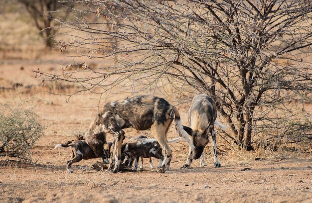 写真 石の壁の上のゾウ