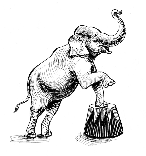 Elephant performing in circus. Ink black and white drawing