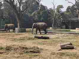 Photo elephant photograph