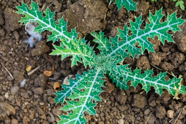 Elephant plant in the dirt