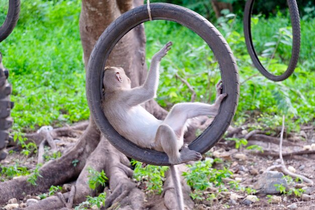 Elephant relaxing on tree